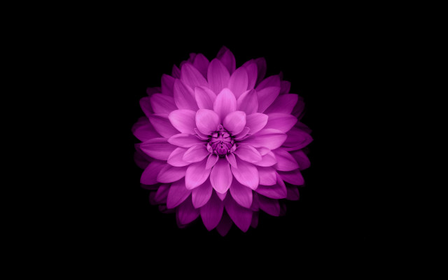 Purple flower dark background black #3 free wallpaper - medium preview image