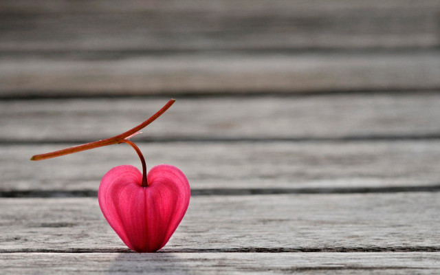 Heart twig wooden surface macro free wallpaper - medium preview image