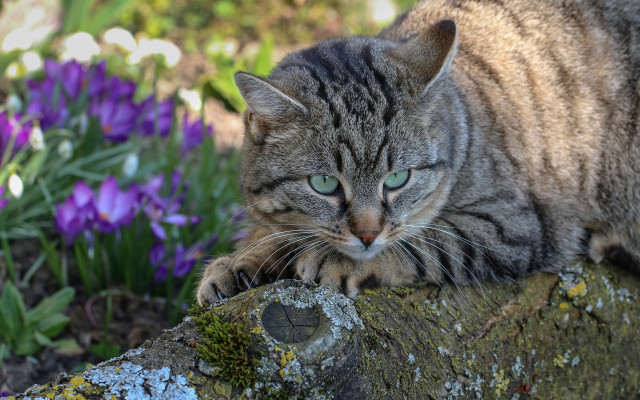Cat tree stump garden purple free wallpaper - medium preview image