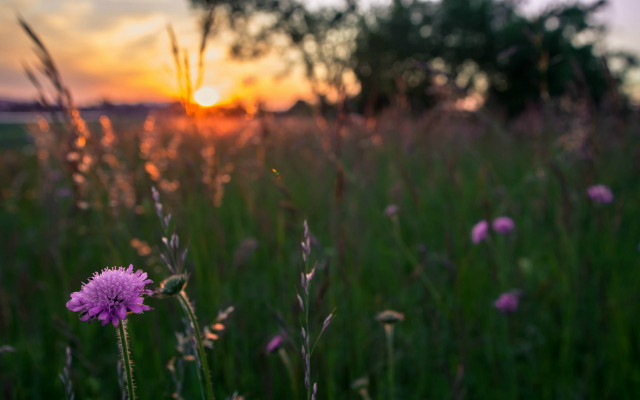 Sunset field grass flowers tree free wallpaper - medium preview image