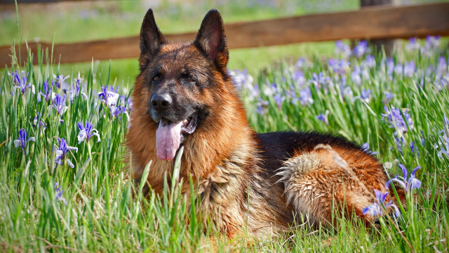 Dog grass bluebells outdoor animal free wallpaper - medium preview image