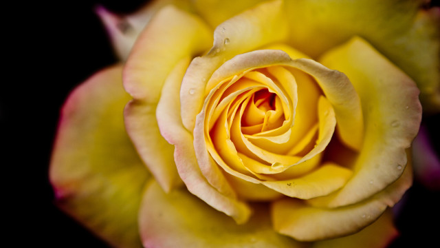 Yellow rose closeup macro black free wallpaper - medium preview image