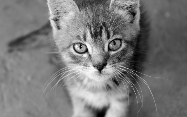 Sad kitten looking up black free wallpaper - medium preview image