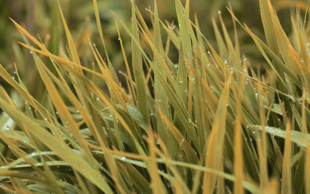 Water droplets grass blur nature free wallpaper - medium preview image