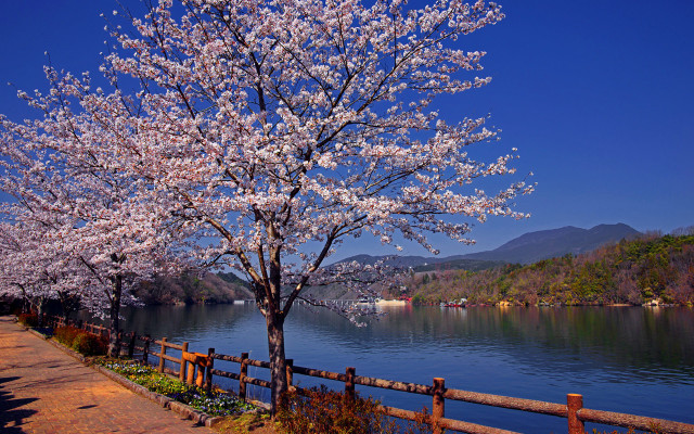 Tree white flowers lake fence free wallpaper - medium preview image