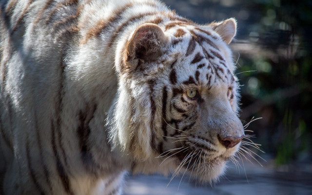 White tiger blurry mannerism marbled free wallpaper - medium preview image