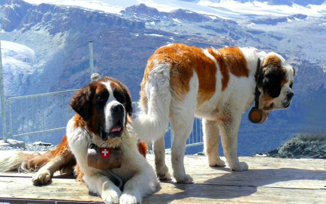 Mountain dogs wooden platform snowy free wallpaper - medium preview image