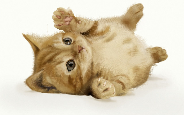 Cat on back paws ground free wallpaper - medium preview image