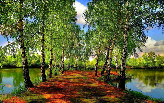 Forest path clouds autumn nature free wallpaper - medium preview image