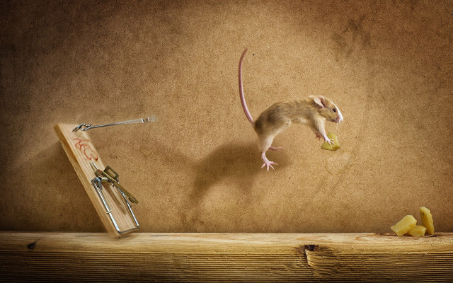 Mouse eating fruit mousetrap photorealistic free wallpaper - medium preview image