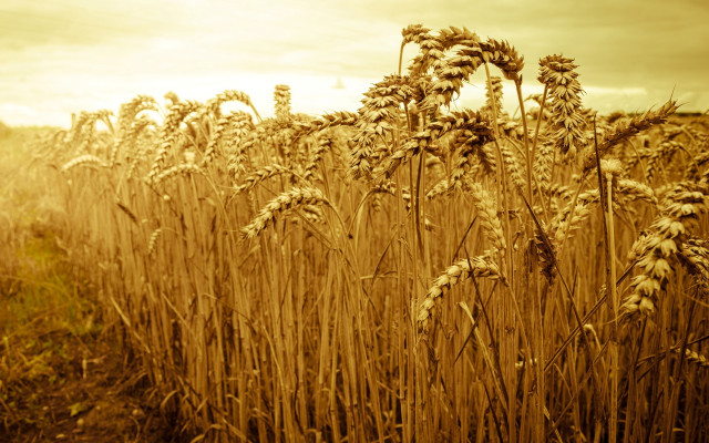 Wheat field sunset sky sepia free wallpaper - medium preview image