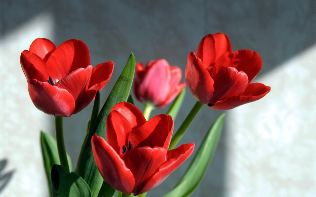 Vase red flowers table wall free wallpaper - medium preview image
