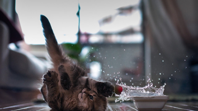 Cat playing water blurry snow free wallpaper - medium preview image