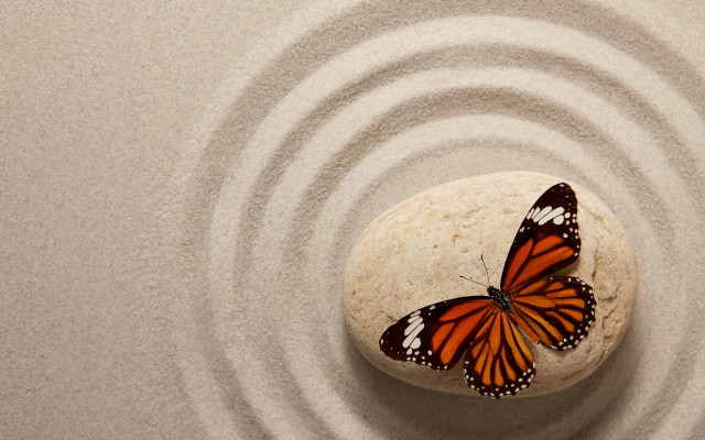 Blue butterfly on rock liminal free wallpaper - medium preview image