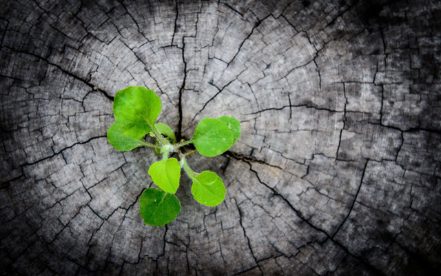Tree stump green plant honeycomb free wallpaper - medium preview image