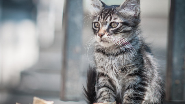 Kitten woodenfloor windowsill bananapeel cat free wallpaper - medium preview image
