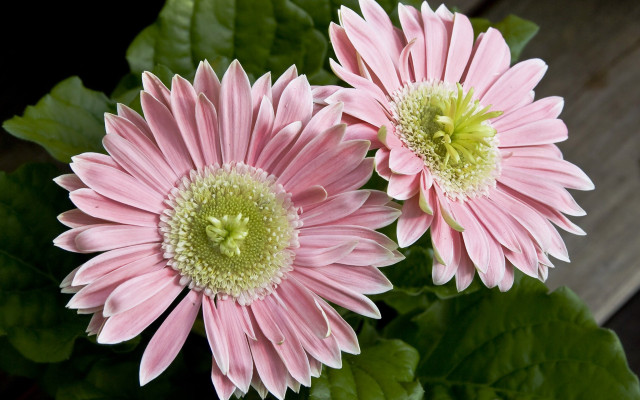 Pink flowers leaves wooden surface free wallpaper - medium preview image
