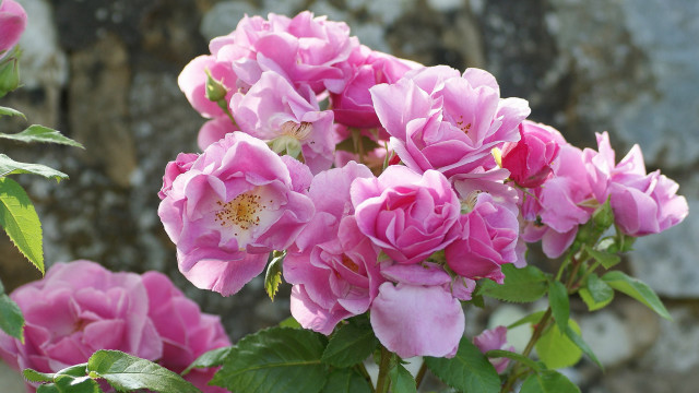 Pink roses blooming vase table free wallpaper - medium preview image