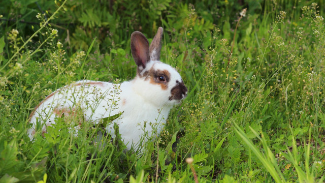 Curious rabbit in tall grass free wallpaper - medium preview image
