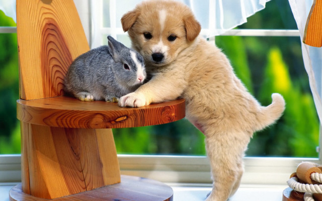 Puppy rabbit cuddling chair tachisme free wallpaper - medium preview image