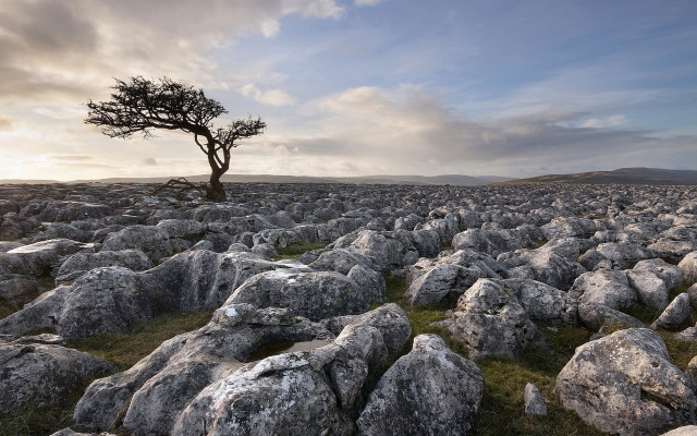 Lone tree rocks grass cloudy free wallpaper - medium preview image