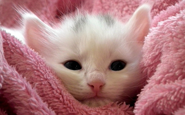 White kitten peeking pink blanket free wallpaper - medium preview image