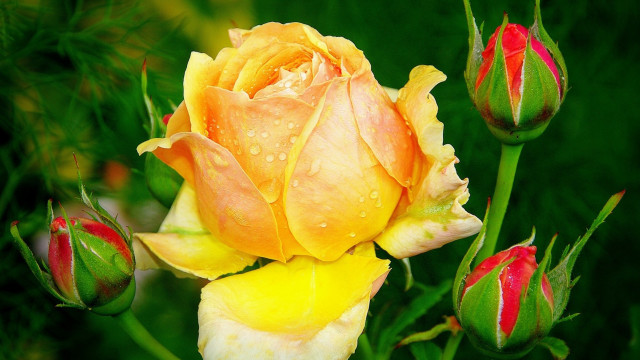Yellow rose red tips water free wallpaper - medium preview image