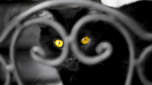 Black cat yellow eyes fence free wallpaper - medium preview image