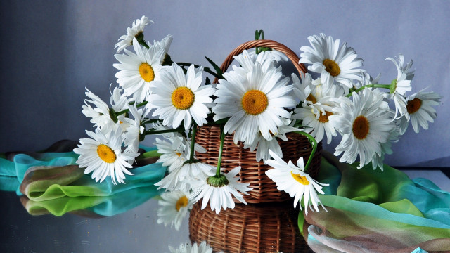 Basket white flowers table blue free wallpaper - medium preview image
