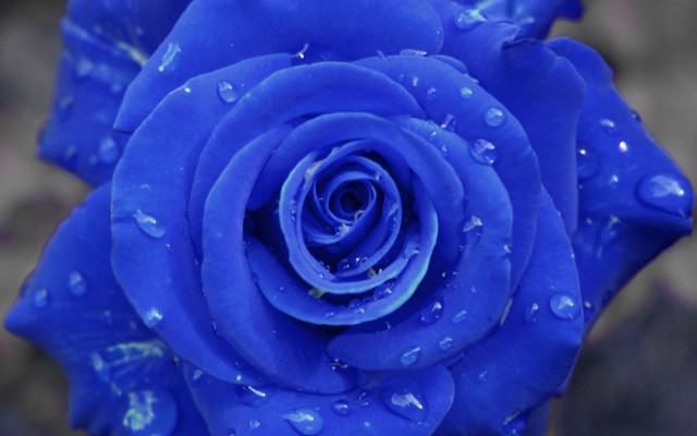 Blue rose water droplets bokeh free wallpaper - medium preview image