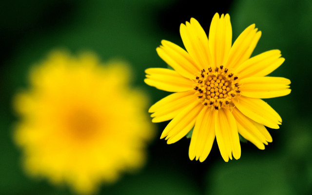 Yellow flower blurry background fireworks free wallpaper - medium preview image