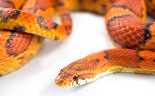 Snake black stripe cobra puzzle free wallpaper - medium preview image