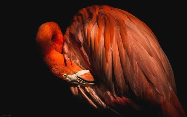 Flamingo standing head down wings free wallpaper - medium preview image