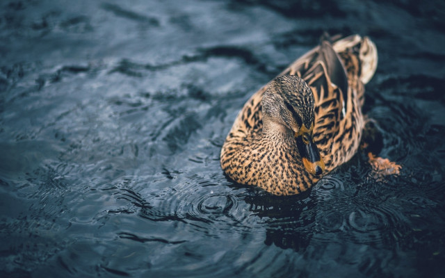 Duck floating water dark ripples free wallpaper - medium preview image