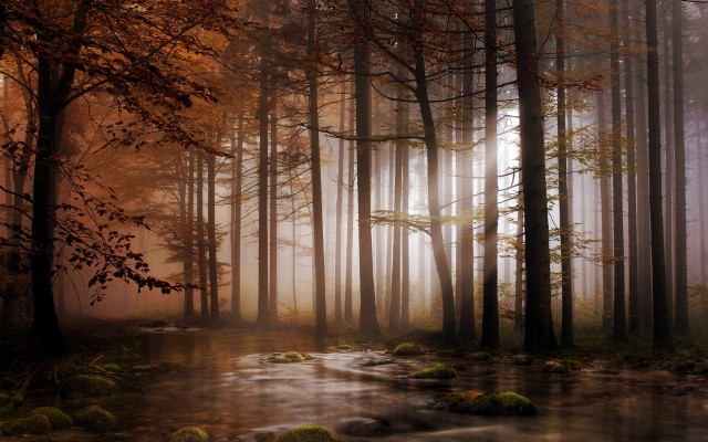 Foggy forest stream autumn bare free wallpaper - medium preview image