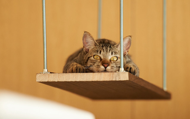 Curious cat wooden shelf beach free wallpaper - medium preview image