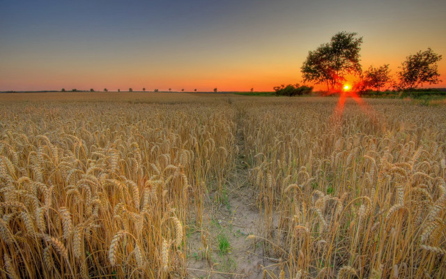 Wheat field sunset tree trail free wallpaper - medium preview image