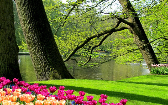 Flower lake trees bench nature free wallpaper - medium preview image