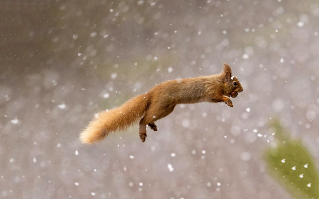 Squirrel flying snow aurora impressionist free wallpaper - medium preview image