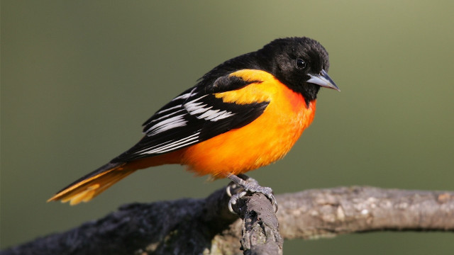 Orange black bird on branch free wallpaper - medium preview image