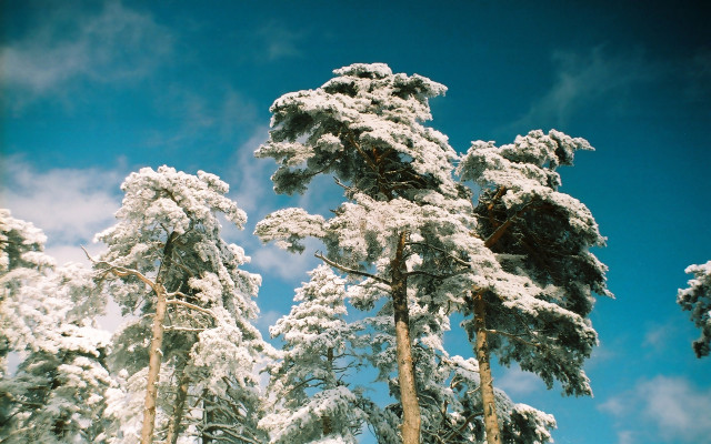 Snowy trees blue sky clouds #5 free wallpaper - medium preview image