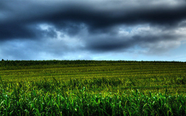Lone horse cloudy sky field free wallpaper - medium preview image