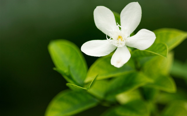 White flower green leaf blurry free wallpaper - medium preview image