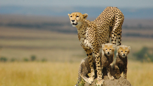 Mother cheetah cubs rock mountain free wallpaper - medium preview image