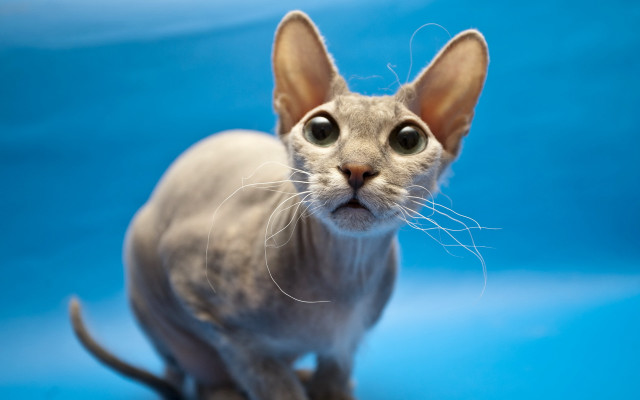 Bigface cat smallear shockart bluebackground free wallpaper - medium preview image