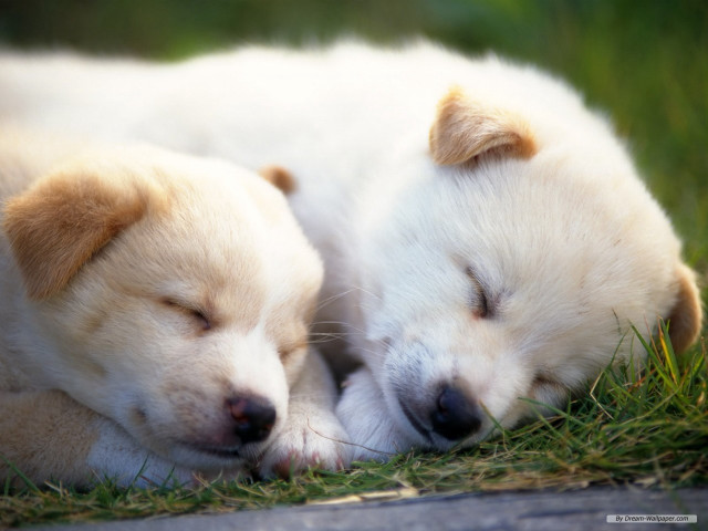 Puppies sleeping on grass together free wallpaper - medium preview image
