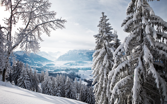 Snow mountain valley trees forest free wallpaper - medium preview image