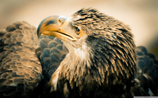 Bird of prey close up free wallpaper - medium preview image