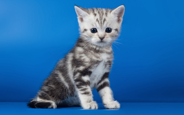 Small kitten blue background sad free wallpaper - medium preview image