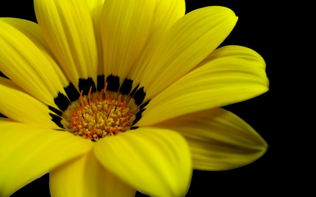 Yellow flower macro closeup shiny free wallpaper - medium preview image